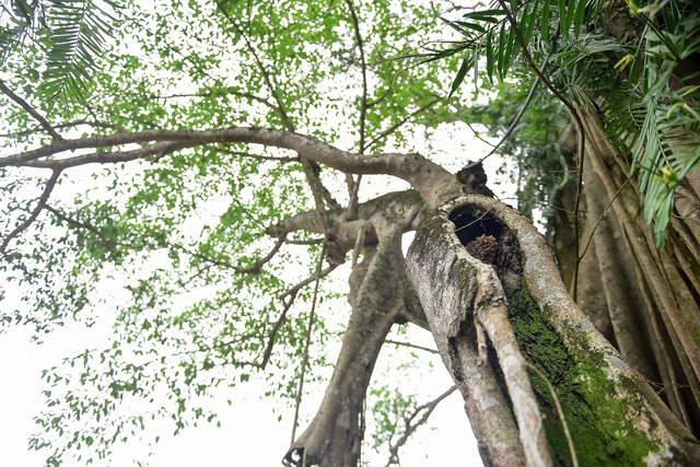 Kỳ lạ cây đa di chuyển ở Ninh Bình - 8