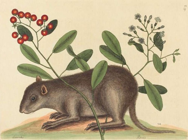 Ph&aacute;t hiện ra c&aacute;c lo&agrave;i động vật c&oacute; v&uacute; mới nhờ&hellip; xương ho&aacute; thạch của c&aacute; sấu - 1