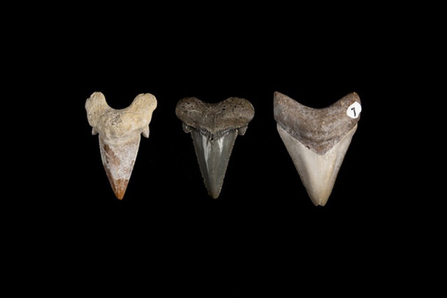Siêu cá mập Megalodon tiến hóa hàng chục triệu năm để có bộ răng sát thủ - 1 Siêu cá mập Megalodon tiến hóa hàng chục triệu năm để có bộ răng sát thủ - 1