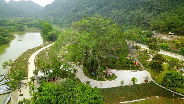 Kỳ lạ cây đa di chuyển ở Ninh Bình - 1