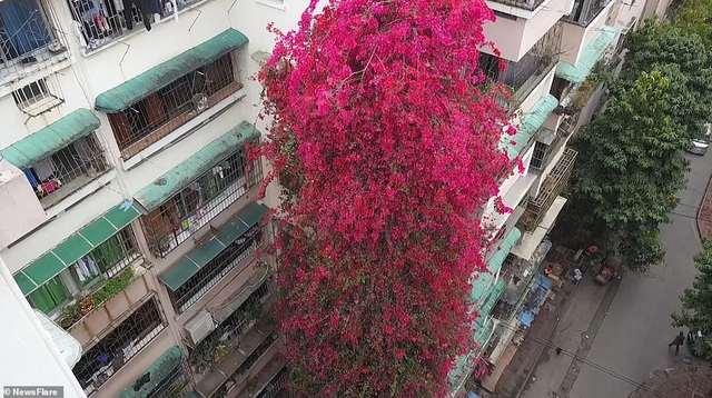 Cây hoa giấy cổ thụ leo cao 30m lên nóc nhà cao tầng như “thác nước” - 1 Cây hoa giấy cổ thụ leo cao 30m lên nóc nhà cao tầng như “thác nước” - 1