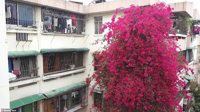 Cây hoa giấy cổ thụ leo cao 30m lên nóc nhà cao tầng như “thác nước” - 2 Cây hoa giấy cổ thụ leo cao 30m lên nóc nhà cao tầng như “thác nước” - 2