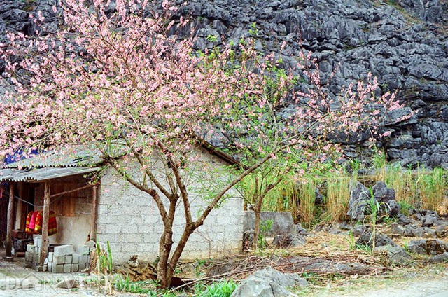 Ngắm hoa đào nở muộn tuyệt đẹp trên cao nguyên đá Đồng Văn - 1