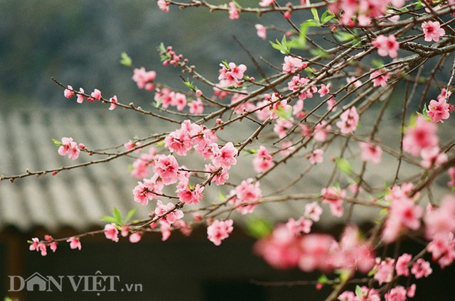 Ngắm hoa đào nở muộn tuyệt đẹp trên cao nguyên đá Đồng Văn - 2