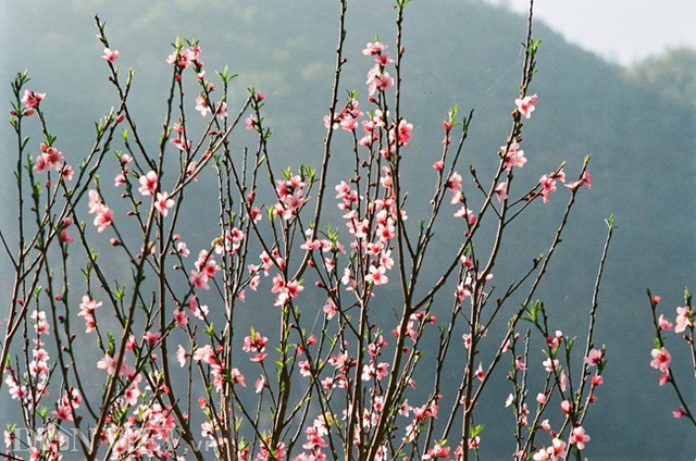 Ngắm hoa đào nở muộn tuyệt đẹp trên cao nguyên đá Đồng Văn - 4