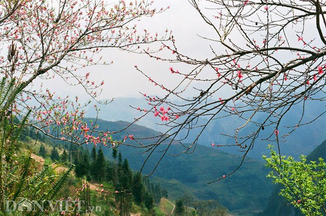 Ngắm hoa đào nở muộn tuyệt đẹp trên cao nguyên đá Đồng Văn - 5