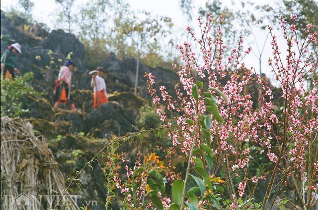 Ngắm hoa đào nở muộn tuyệt đẹp trên cao nguyên đá Đồng Văn - 7