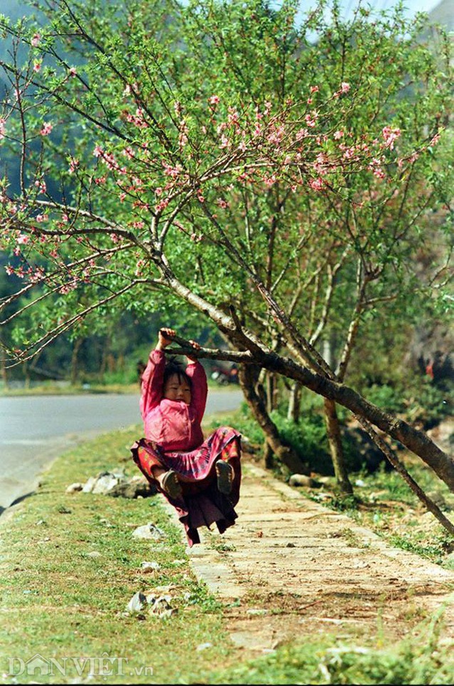 Ngắm hoa đào nở muộn tuyệt đẹp trên cao nguyên đá Đồng Văn - 8