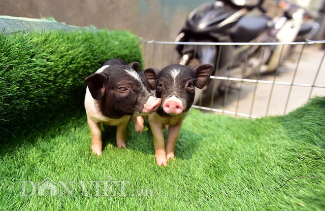 Ngắm lợn mini tiền triệu giới trẻ Hà thành săn lùng làm thú cưng - 1 Ngắm lợn mini tiền triệu giới trẻ Hà thành săn lùng làm thú cưng - 1