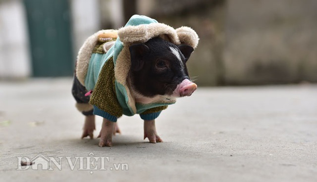 Ngắm lợn mini tiền triệu giới trẻ Hà thành săn lùng làm thú cưng - 10 Ngắm lợn mini tiền triệu giới trẻ Hà thành săn lùng làm thú cưng - 10