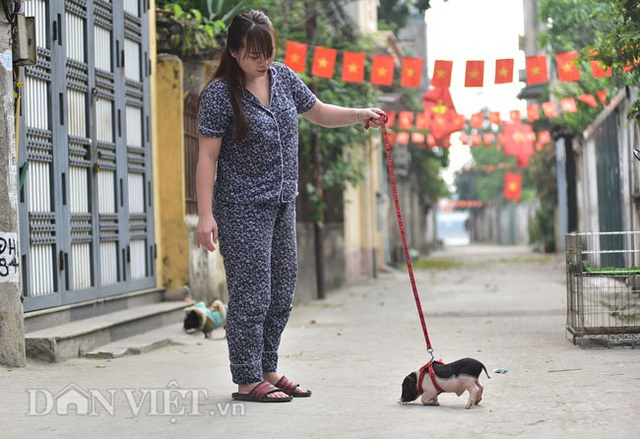 Ngắm lợn mini tiền triệu giới trẻ Hà thành săn lùng làm thú cưng - 11 Ngắm lợn mini tiền triệu giới trẻ Hà thành săn lùng làm thú cưng - 11