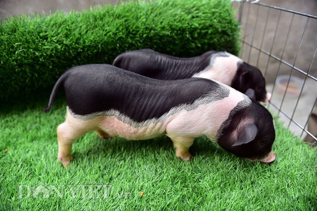 Ngắm lợn mini tiền triệu giới trẻ Hà thành săn lùng làm thú cưng - 2 Ngắm lợn mini tiền triệu giới trẻ Hà thành săn lùng làm thú cưng - 2