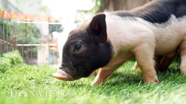 Ngắm lợn mini tiền triệu giới trẻ Hà thành săn lùng làm thú cưng - 3 Ngắm lợn mini tiền triệu giới trẻ Hà thành săn lùng làm thú cưng - 3