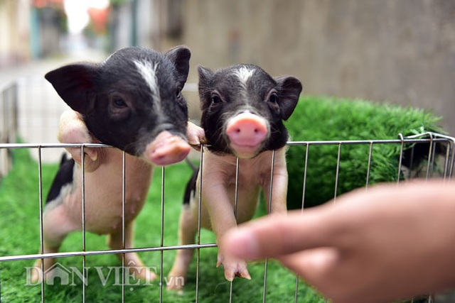 Ngắm lợn mini tiền triệu giới trẻ Hà thành săn lùng làm thú cưng - 4 Ngắm lợn mini tiền triệu giới trẻ Hà thành săn lùng làm thú cưng - 4