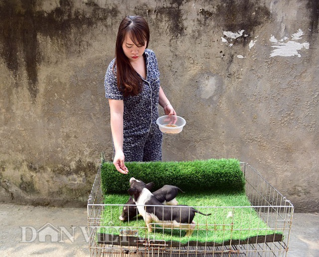 Ngắm lợn mini tiền triệu giới trẻ Hà thành săn lùng làm thú cưng - 6 Ngắm lợn mini tiền triệu giới trẻ Hà thành săn lùng làm thú cưng - 6