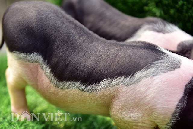 Ngắm lợn mini tiền triệu giới trẻ Hà thành săn lùng làm thú cưng - 7 Ngắm lợn mini tiền triệu giới trẻ Hà thành săn lùng làm thú cưng - 7