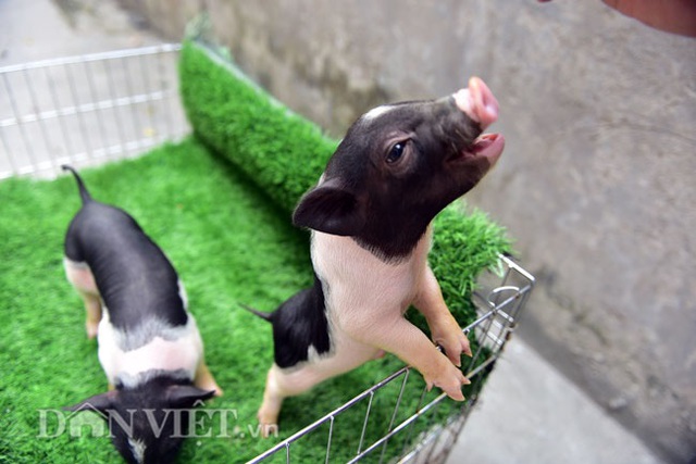 Ngắm lợn mini tiền triệu giới trẻ Hà thành săn lùng làm thú cưng - 8..jpg Ngắm lợn mini tiền triệu giới trẻ Hà thành săn lùng làm thú cưng - 8..jpg