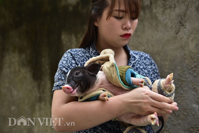 Ngắm lợn mini tiền triệu giới trẻ Hà thành săn lùng làm thú cưng - 9 Ngắm lợn mini tiền triệu giới trẻ Hà thành săn lùng làm thú cưng - 9