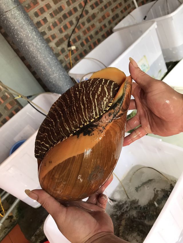 Giá ốc tu lơn dao động từ 550.000 - 600.000 đồng/kg. Giá ốc tu lơn dao động từ 550.000 - 600.000 đồng/kg.