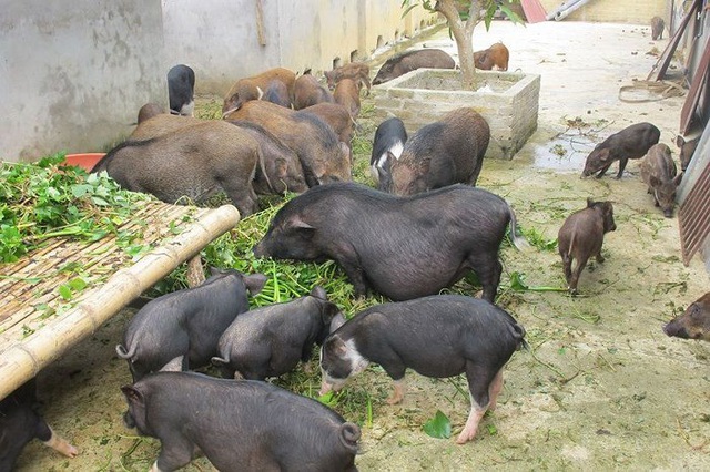 Cục Chăn nuôi: Bèo tây, thân chuối vẫn là thức ăn chăn nuôi truyền thống - 2 Cục Chăn nuôi: Bèo tây, thân chuối vẫn là thức ăn chăn nuôi truyền thống - 2