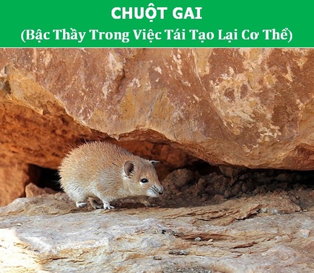 dong_vat_4.jpg dong_vat_4.jpg