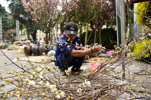 Hoa anh đào Nhật Bản khoe sắc giữa lòng Hà Nội - 8 Hoa anh đào Nhật Bản khoe sắc giữa lòng Hà Nội - 8