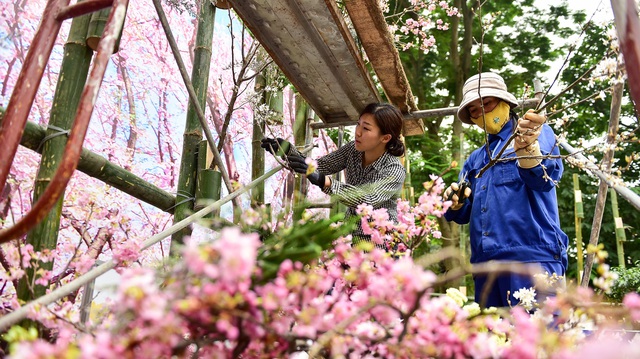 Hoa anh đào Nhật Bản khoe sắc giữa lòng Hà Nội - 6 Hoa anh đào Nhật Bản khoe sắc giữa lòng Hà Nội - 6
