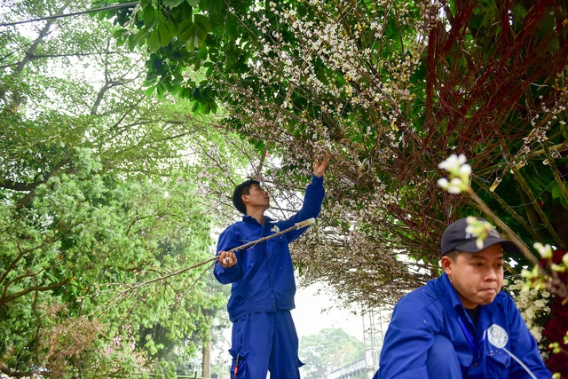 Hoa anh đào Nhật Bản khoe sắc giữa lòng Hà Nội - 5 Hoa anh đào Nhật Bản khoe sắc giữa lòng Hà Nội - 5