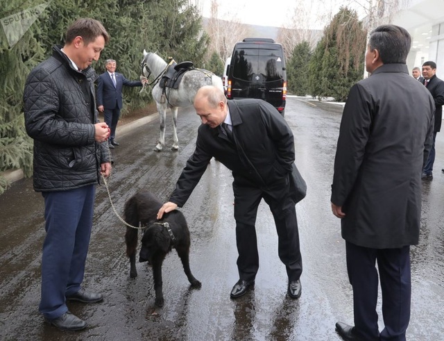 Những món quà bốn chân đặc biệt của Tổng thống Nga Putin - 6 Những món quà bốn chân đặc biệt của Tổng thống Nga Putin - 6