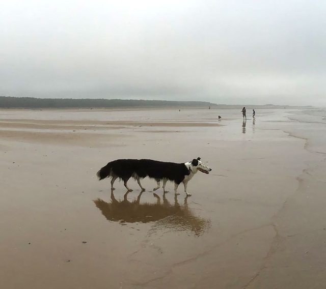 Ảnh chụp chú chó gần như hoàn thiện với màu lông đen và đổ bóng trên bãi biển.