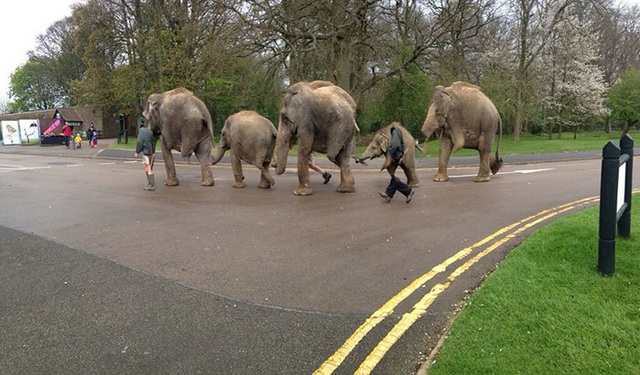 Khi những chú voi siêu ngộ nghĩnh dạo bộ trên phố.
