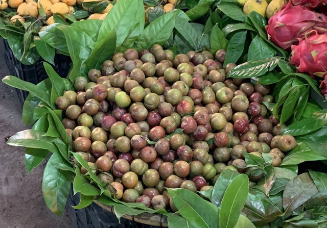 Đắt gấp đôi hàng ngoại, mận Việt chua chát 300 ngàn đồng/kg vẫn cháy hàng - 1 Đắt gấp đôi hàng ngoại, mận Việt chua chát 300 ngàn đồng/kg vẫn cháy hàng - 1