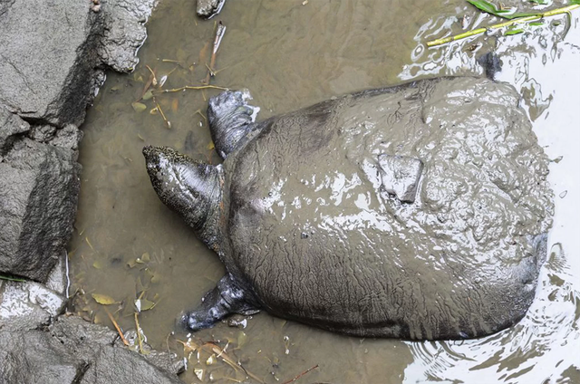 Rùa mai mềm Thượng Hải đứng trước nguy cơ tuyệt chủng không thể cứu vãn - 1
