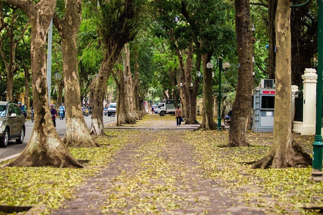 Ngẩn ngơ trước vẻ đẹp của phố phường Hà Nội mùa lá rụng - 1