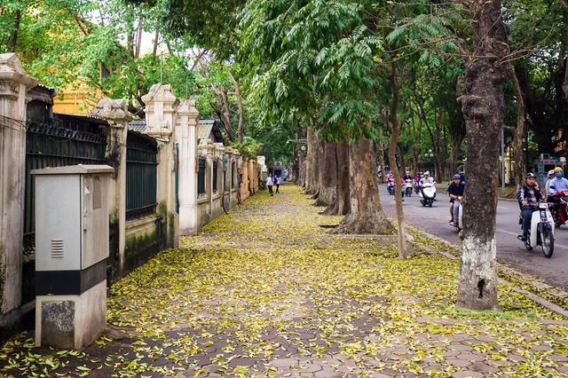 Ngẩn ngơ trước vẻ đẹp của phố phường Hà Nội mùa lá rụng - 12