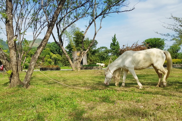 Ngắm đàn bạch mã gặm cỏ trong vườn đào đẹp như tranh ở Khánh Hòa - 3