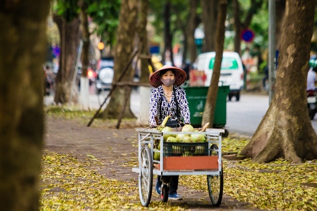 Ngẩn ngơ trước vẻ đẹp của phố phường Hà Nội mùa lá rụng - 8