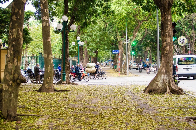 Ngẩn ngơ trước vẻ đẹp của phố phường Hà Nội mùa lá rụng - 9