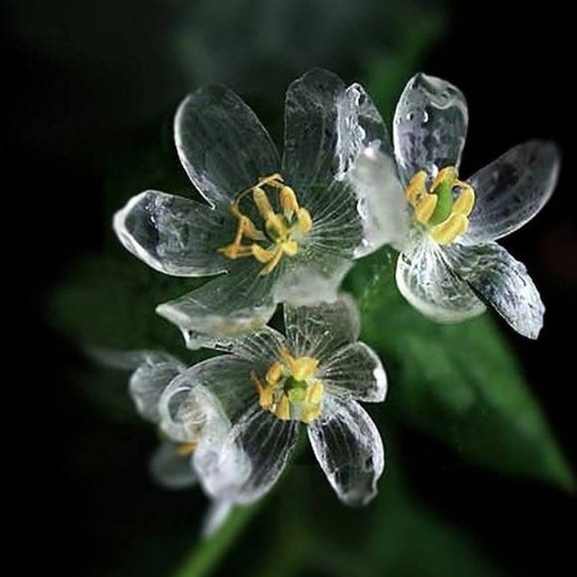 Loài hoa “biến hình” trở nên trong suốt như pha lê khi gặp mưa - 2