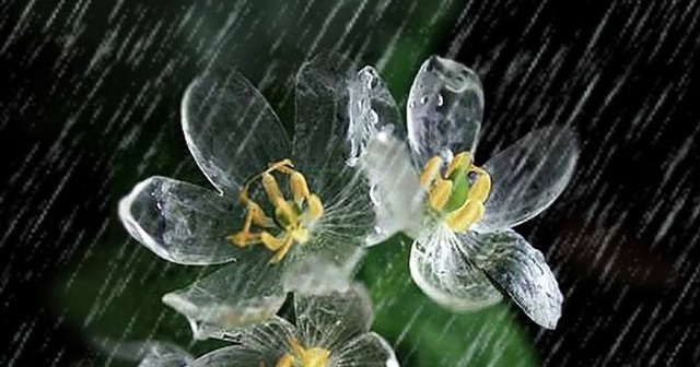 Loài hoa “biến hình” trở nên trong suốt như pha lê khi gặp mưa - 3