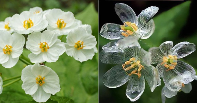 Loài hoa “biến hình” trở nên trong suốt như pha lê khi gặp mưa - 4
