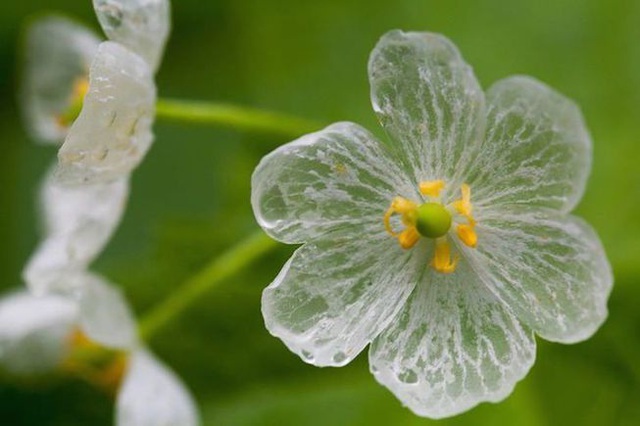 Loài hoa “biến hình” trở nên trong suốt như pha lê khi gặp mưa - 5