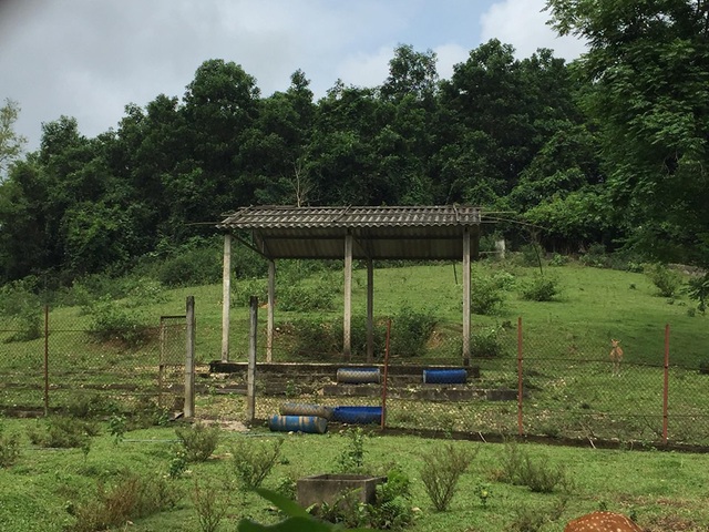 Dự án Trung tâm giống hươu Việt Nam “chết mòn” - 3 Dự án Trung tâm giống hươu Việt Nam “chết mòn” - 3