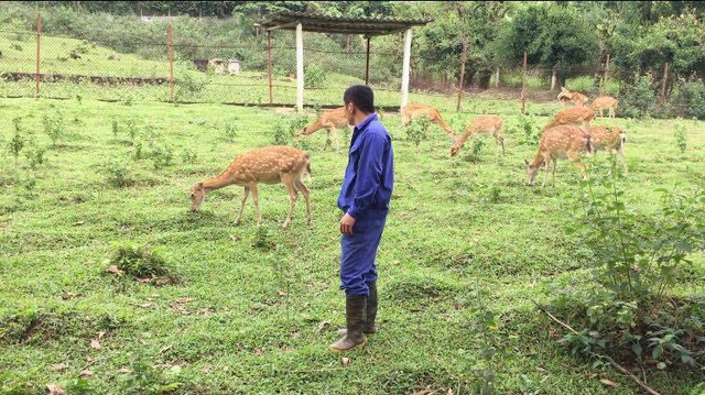 Theo những công nhân cho biết thì chất lượng hươu giống và nhung hươu tại dự án này thua xa của người dân