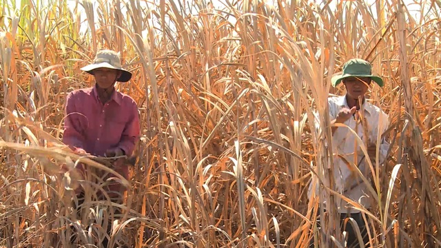 Phú Yên: Nông dân điêu đứng vì mía chết khô ngoài ruộng - 3 Phú Yên: Nông dân điêu đứng vì mía chết khô ngoài ruộng - 3