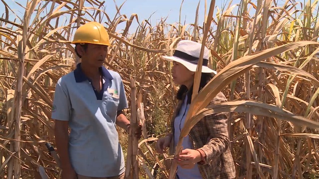 Phú Yên: Nông dân điêu đứng vì mía chết khô ngoài ruộng - 2 Phú Yên: Nông dân điêu đứng vì mía chết khô ngoài ruộng - 2