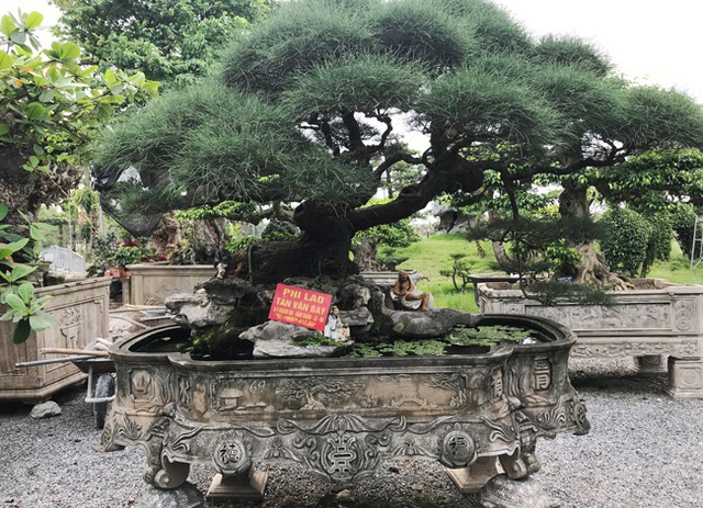 Ngây ngất với cây phi lao tiền tỷ có dáng như đám mây trôi - 1 Ngây ngất với cây phi lao tiền tỷ có dáng như đám mây trôi - 1
