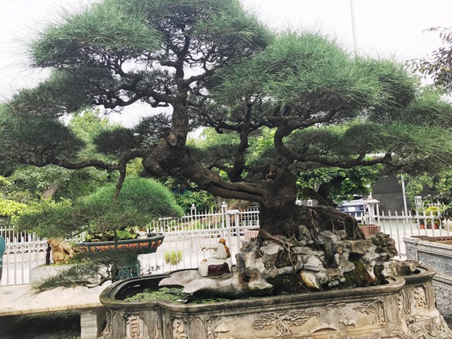 Ngây ngất với cây phi lao tiền tỷ có dáng như đám mây trôi - 10 Ngây ngất với cây phi lao tiền tỷ có dáng như đám mây trôi - 10