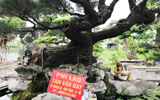 Ngây ngất với cây phi lao tiền tỷ có dáng như đám mây trôi - 11 Ngây ngất với cây phi lao tiền tỷ có dáng như đám mây trôi - 11