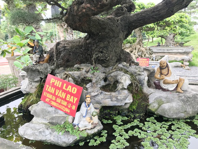 Ngây ngất với cây phi lao tiền tỷ có dáng như đám mây trôi - 14 Ngây ngất với cây phi lao tiền tỷ có dáng như đám mây trôi - 14